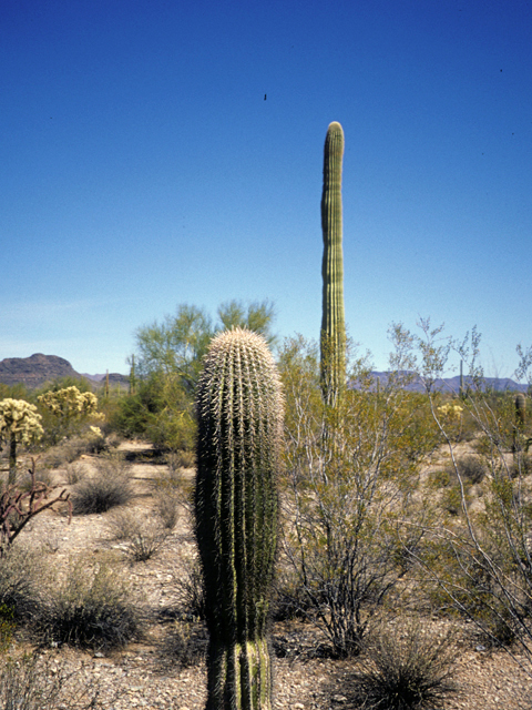 Stenocereus thurberi (Organpipe cactus) #24758