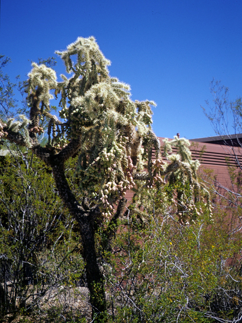 Stenocereus thurberi (Organpipe cactus) #24759