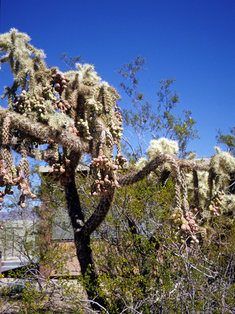 Stenocereus thurberi (Organpipe cactus) #24760