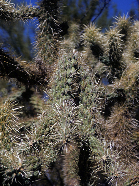 Stenocereus thurberi (Organpipe cactus) #24762