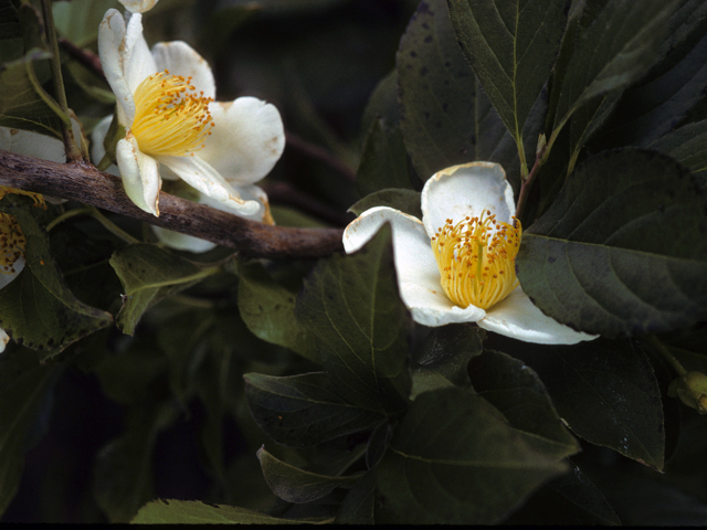 Stewartia malacodendron (Silky camellia) #24765