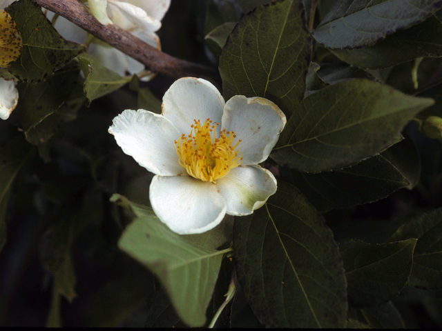 Stewartia malacodendron (Silky camellia) #24766