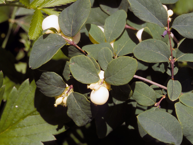 Symphoricarpos albus (Common snowberry) #24785