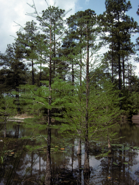 Taxodium ascendens (Pond cypress) #24794