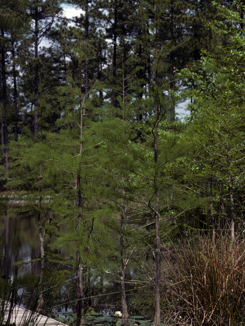 Taxodium ascendens (Pond cypress) #24795