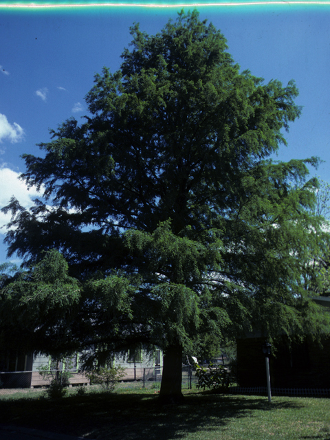Taxodium distichum (Bald cypress) #24797