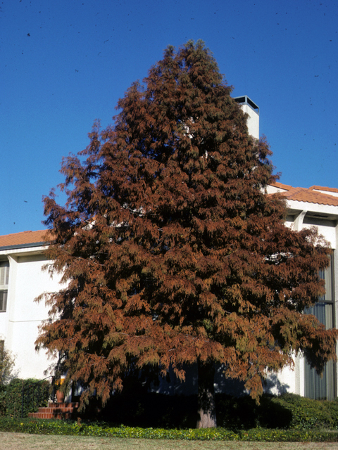 Taxodium distichum (Bald cypress) #24799