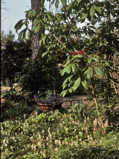 Tiarella cordifolia var. collina (Heartleaf foamflower) #24864