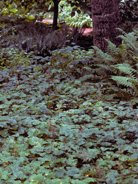 Tiarella cordifolia var. collina (Heartleaf foamflower) #24865