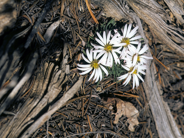 Townsendia exscapa (Stemless townsend daisy) #24874