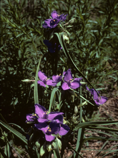 Tradescantia occidentalis (Prairie spiderwort) #24879