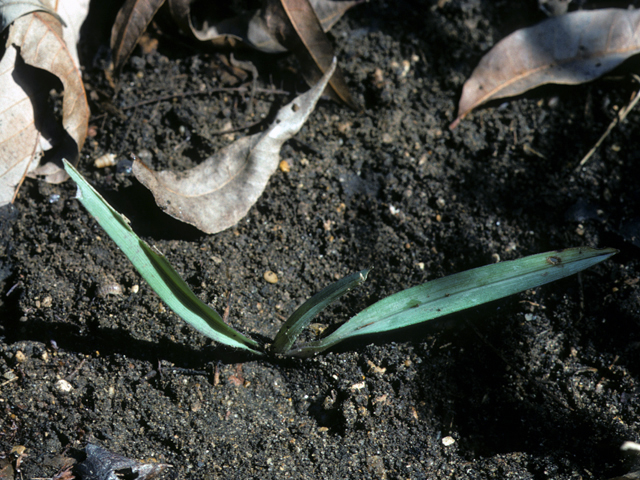 Tradescantia occidentalis (Prairie spiderwort) #24884