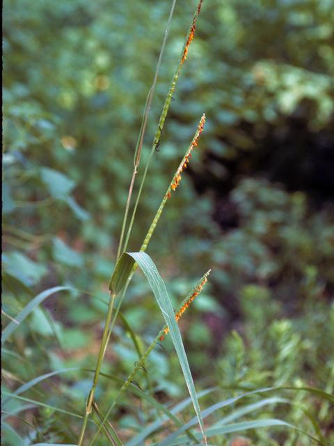 Tripsacum dactyloides (Eastern gamagrass) #24903