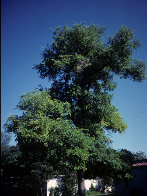 Ulmus crassifolia (Cedar elm) #24922