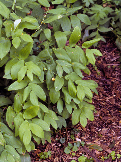 Uvularia perfoliata (Perfoliate bellwort) #24940