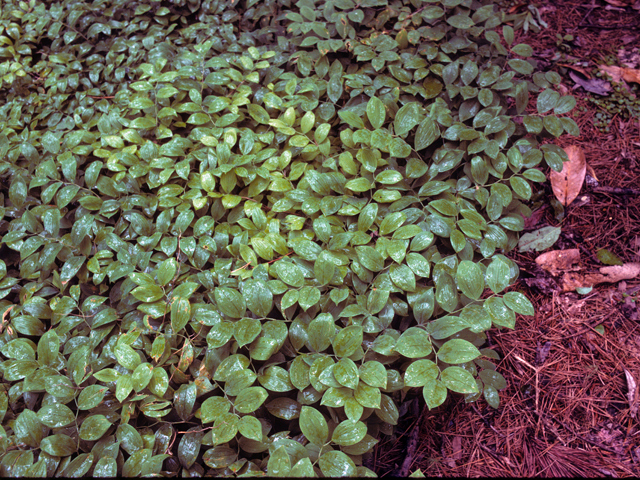 Uvularia sessilifolia (Spreading bellwort) #24941