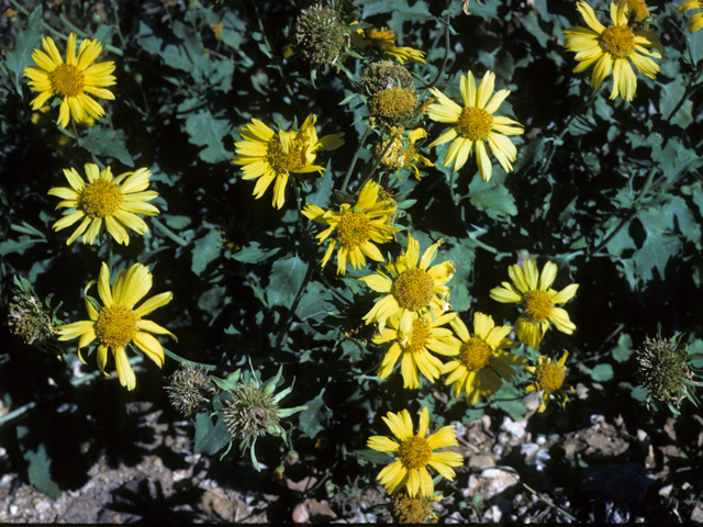 Verbesina encelioides (Cowpen daisy) #24974