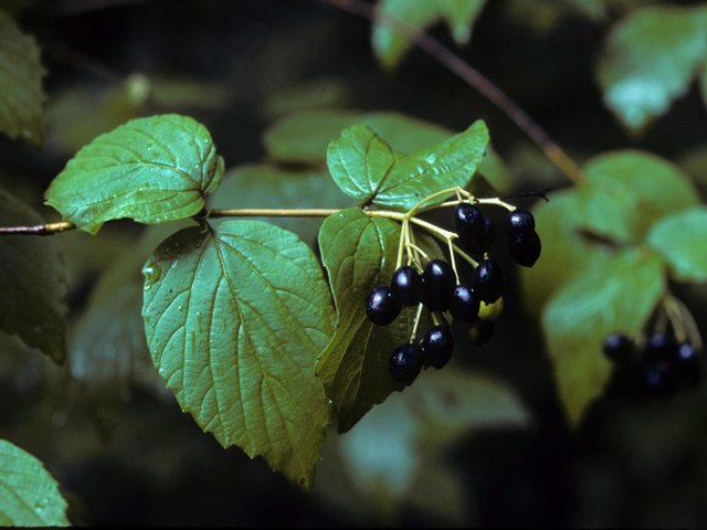 Viburnum rafinesqueanum (Downy arrowwood) #25001