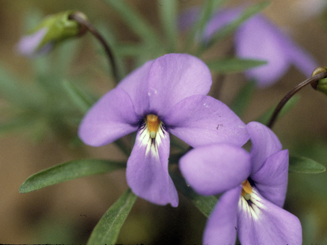 Viola pedata (Birdfoot violet) #25027