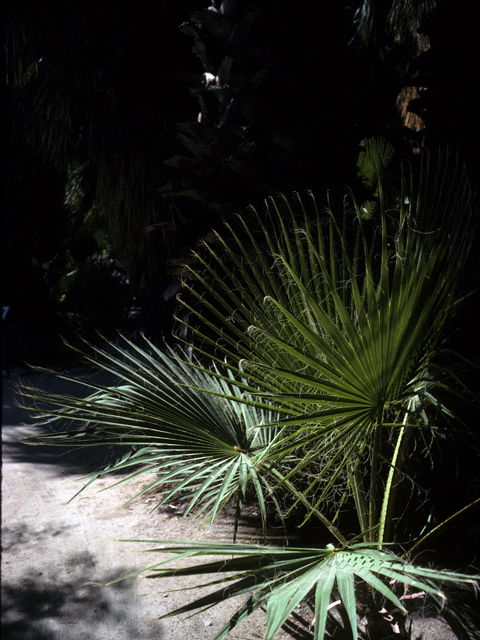 Washingtonia filifera (California fan palm) #25037