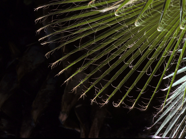 Washingtonia filifera (California fan palm) #25038