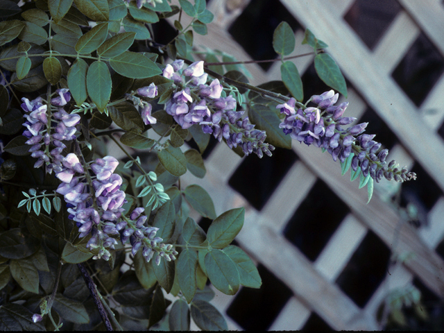 Wisteria frutescens (American wisteria) #25046
