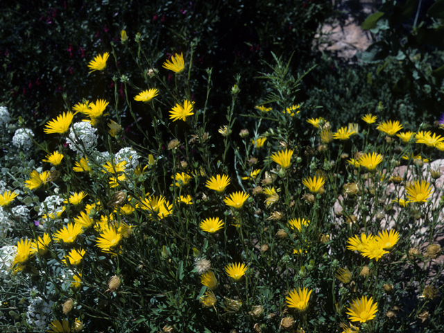 Xanthisma texanum (Texas sleepy daisy) #25049
