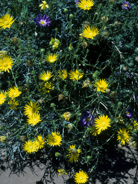 Xanthisma texanum (Texas sleepy daisy) #25050