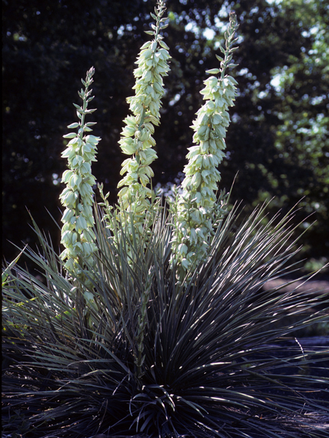Yucca aloifolia (Spanish dagger) #25062