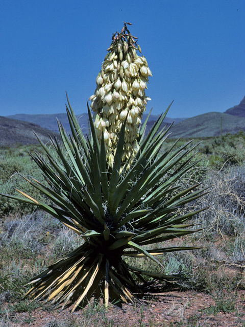 Yucca torreyi (Torrey yucca) #25063