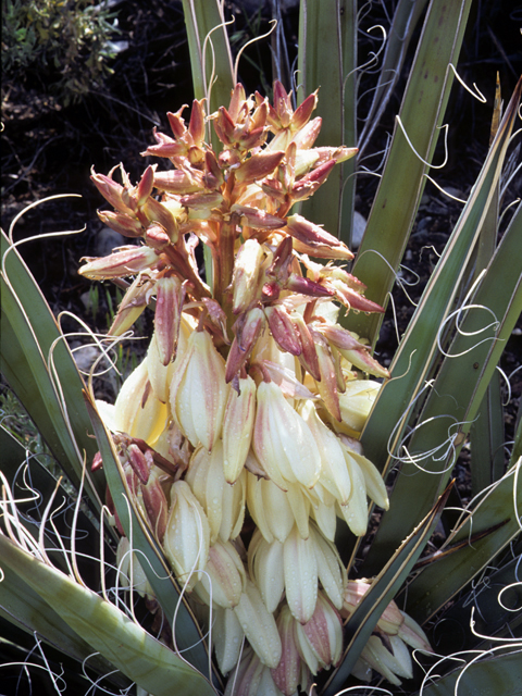 Yucca baccata (Banana yucca) #25072