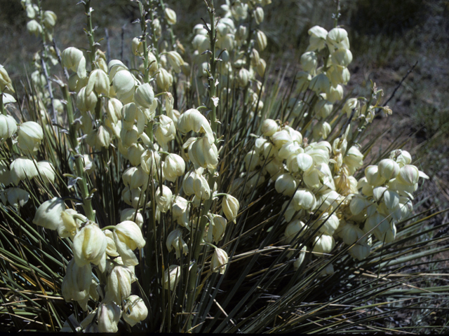 Yucca baileyi var. navajoa (Navajo yucca) #25074