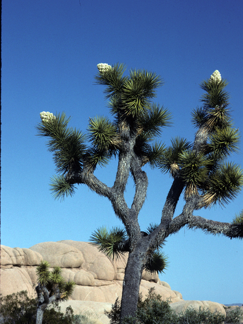 Yucca brevifolia (Joshua tree) #25075