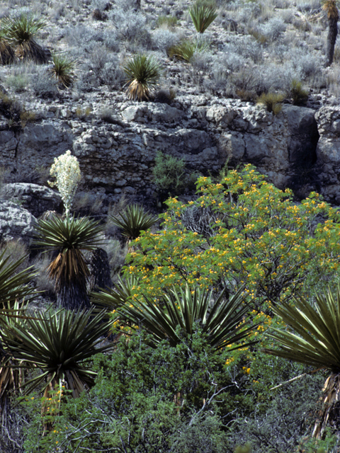 Yucca faxoniana (Faxon yucca) #25078