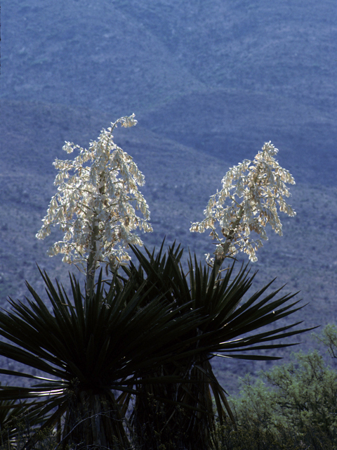 Yucca faxoniana (Faxon yucca) #25079