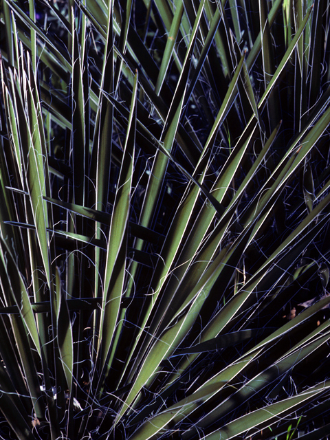 Yucca faxoniana (Faxon yucca) #25081