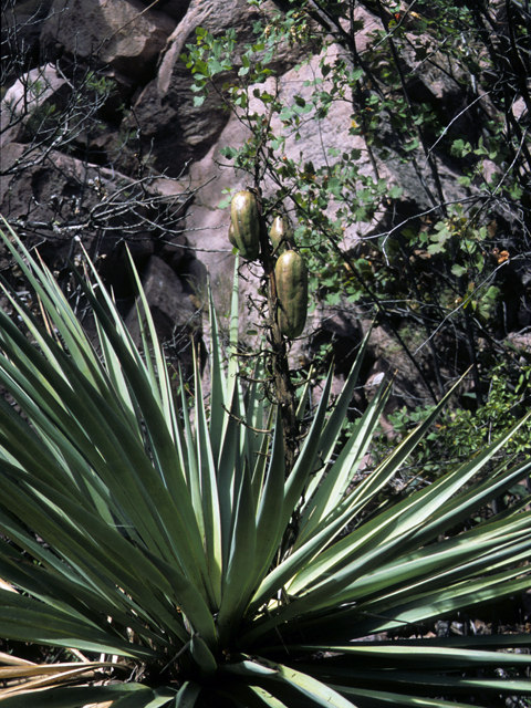 Yucca madrensis (Mountain yucca) #25097