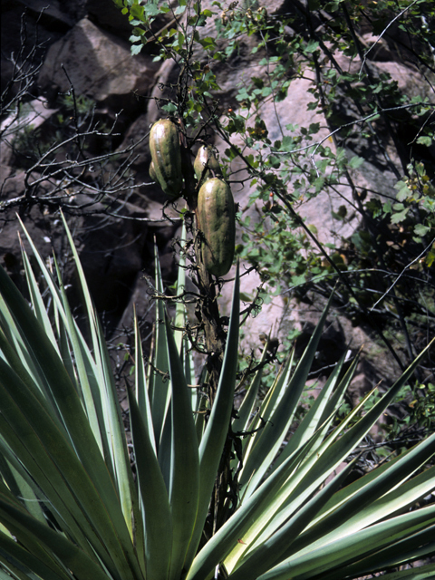 Yucca madrensis (Mountain yucca) #25098