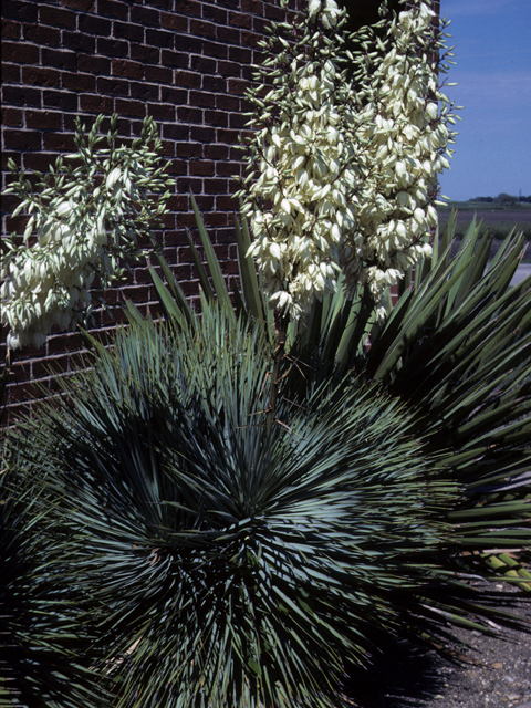Yucca thompsoniana (Thompson's yucca) #25101