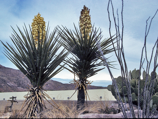 Yucca torreyi (Torrey yucca) #25103
