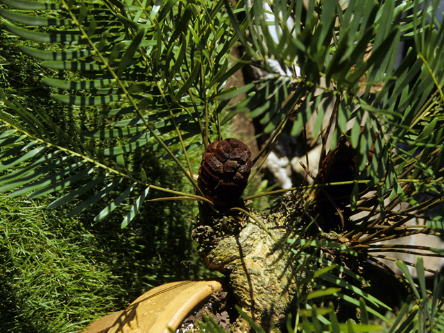Zamia pumila ssp. pumila (Coontie) #25109