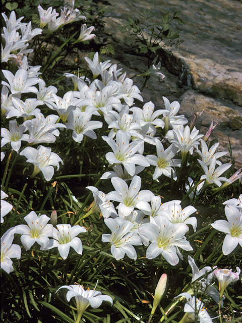 Zephyranthes atamasca (Atamasco lily) #25114