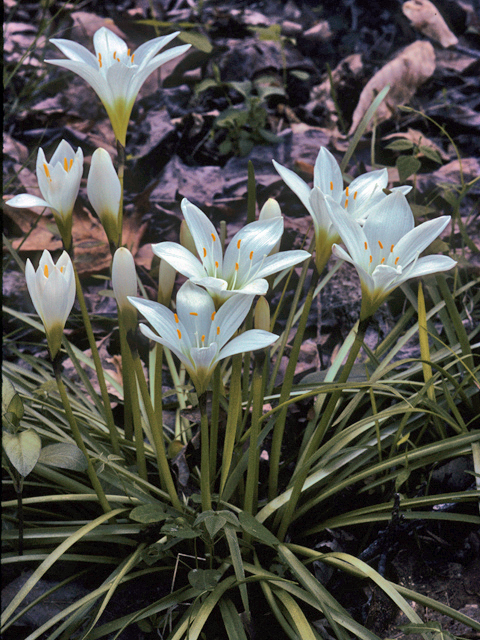 Zephyranthes atamasca (Atamasco lily) #25115