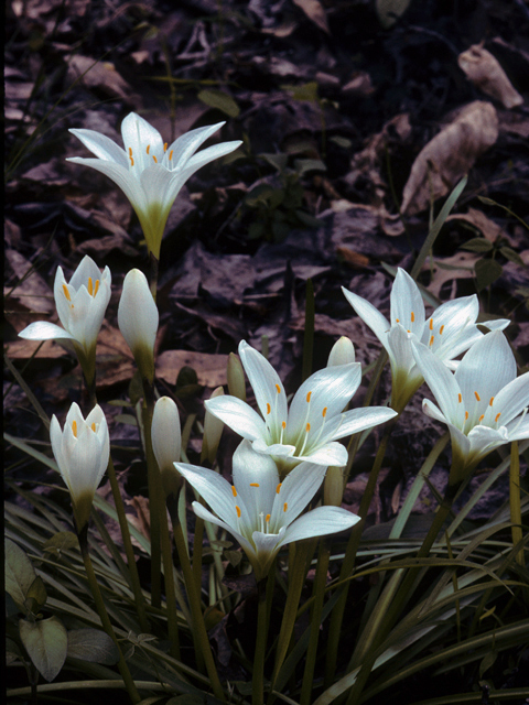 Zephyranthes atamasca (Atamasco lily) #25116