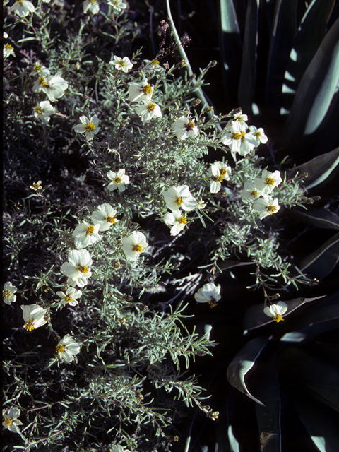 Zinnia acerosa (Desert zinnia) #25123