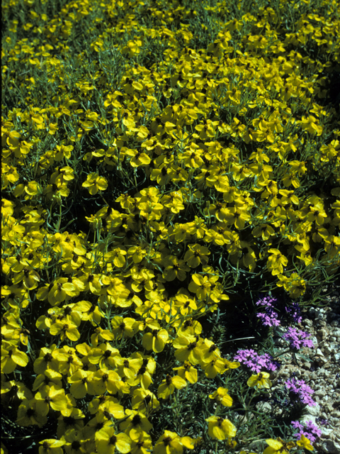 Zinnia grandiflora (Plains zinnia) #25129
