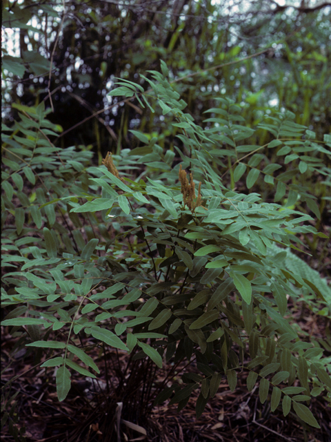 Osmunda regalis var. spectabilis (Royal fern) #25136