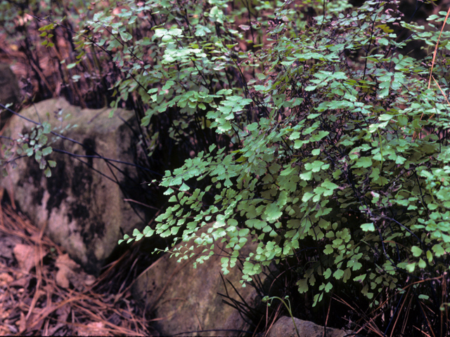 Adiantum capillus-veneris (Southern maidenhair fern) #25150