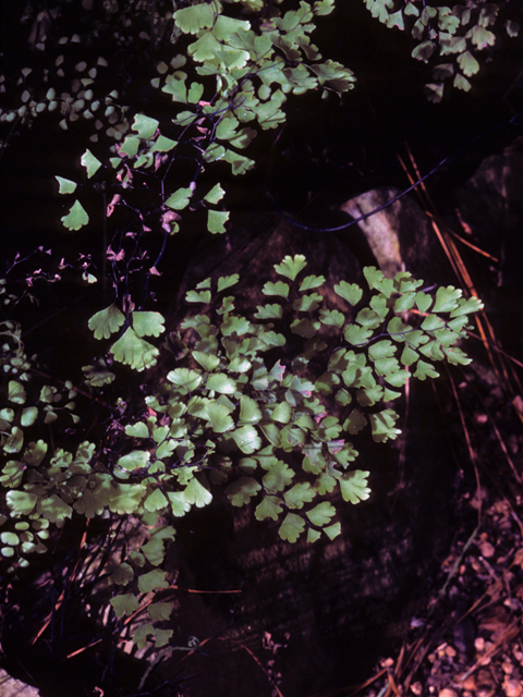 Adiantum capillus-veneris (Southern maidenhair fern) #25151