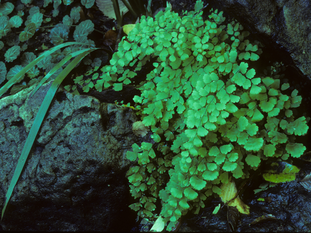 Adiantum capillus-veneris (Southern maidenhair fern) #25153
